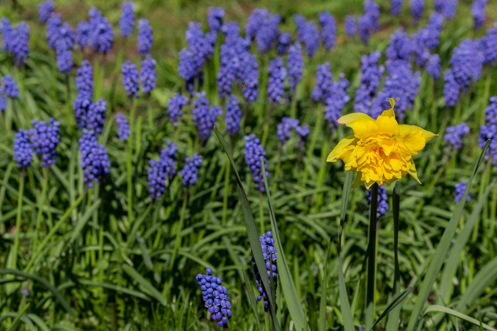 Spring Flowers in a Field