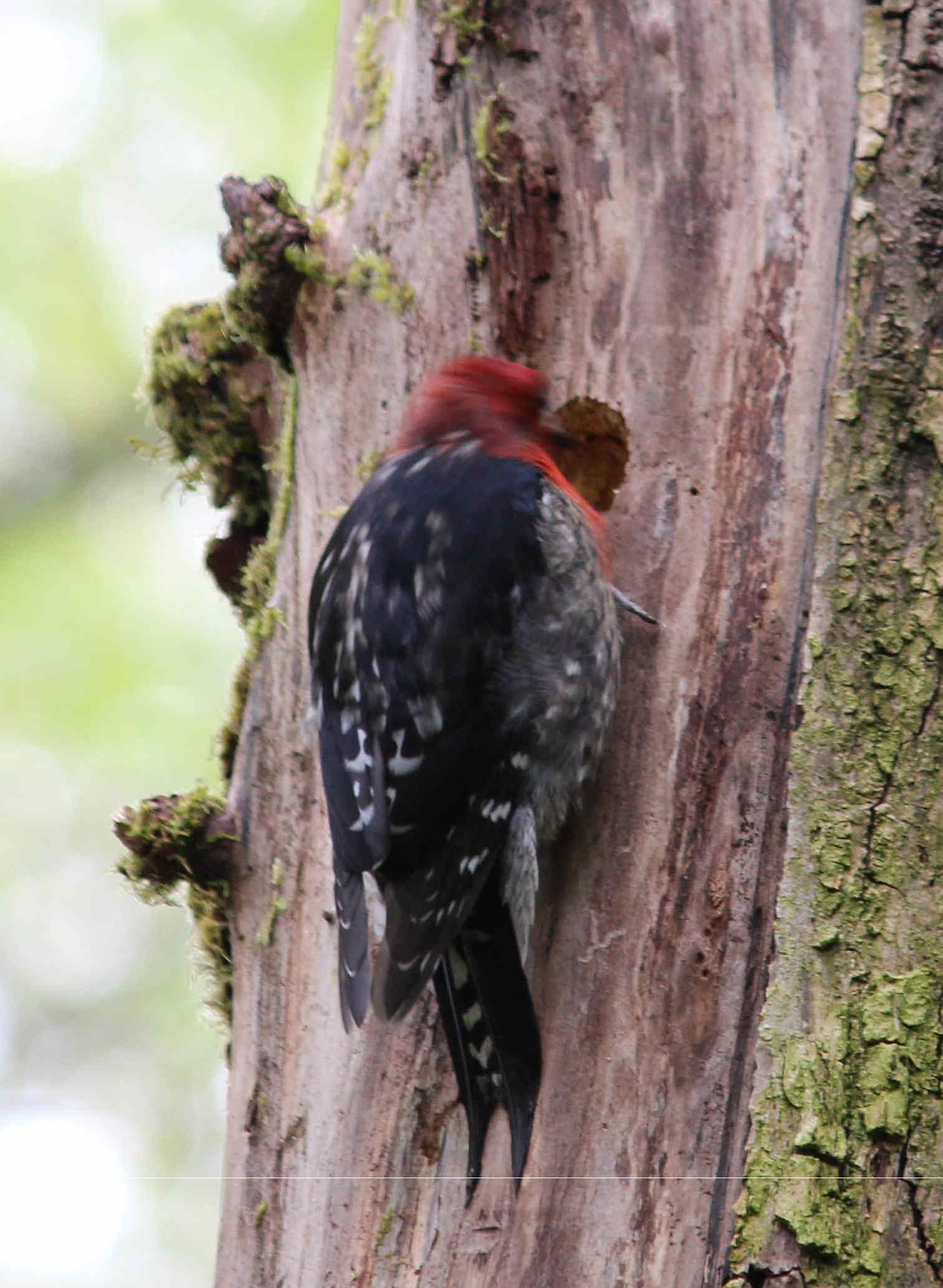 Woodpecker using Nest In Kitsap County.