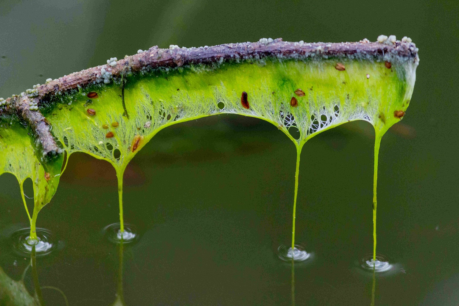 Slime on a stick above a pond in Kitsap County.